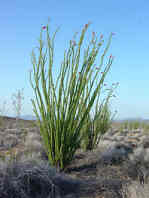 Ocotillo plant